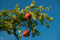 The Freedom of Cyprus _ C